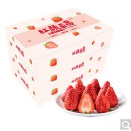 红颜奶油草莓 约重1.5kg 量贩装 新鲜水果