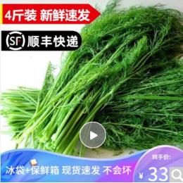 新鲜茴香菜4斤 小茴香蔬菜 荤香菜苗回香 2000g=4斤