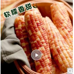 东北农嫂糯玉米棒非转基因东北甜糯玉米生鲜新鲜黏玉米粒穗真空玉米蔬菜