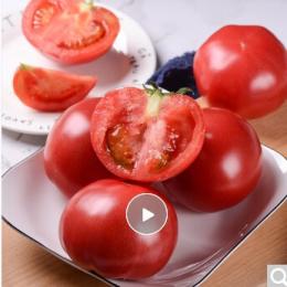沙瓤西红柿农家自种大番茄时令生鲜现摘蔬菜番茄儿时味道 好吃的沙瓤西红柿